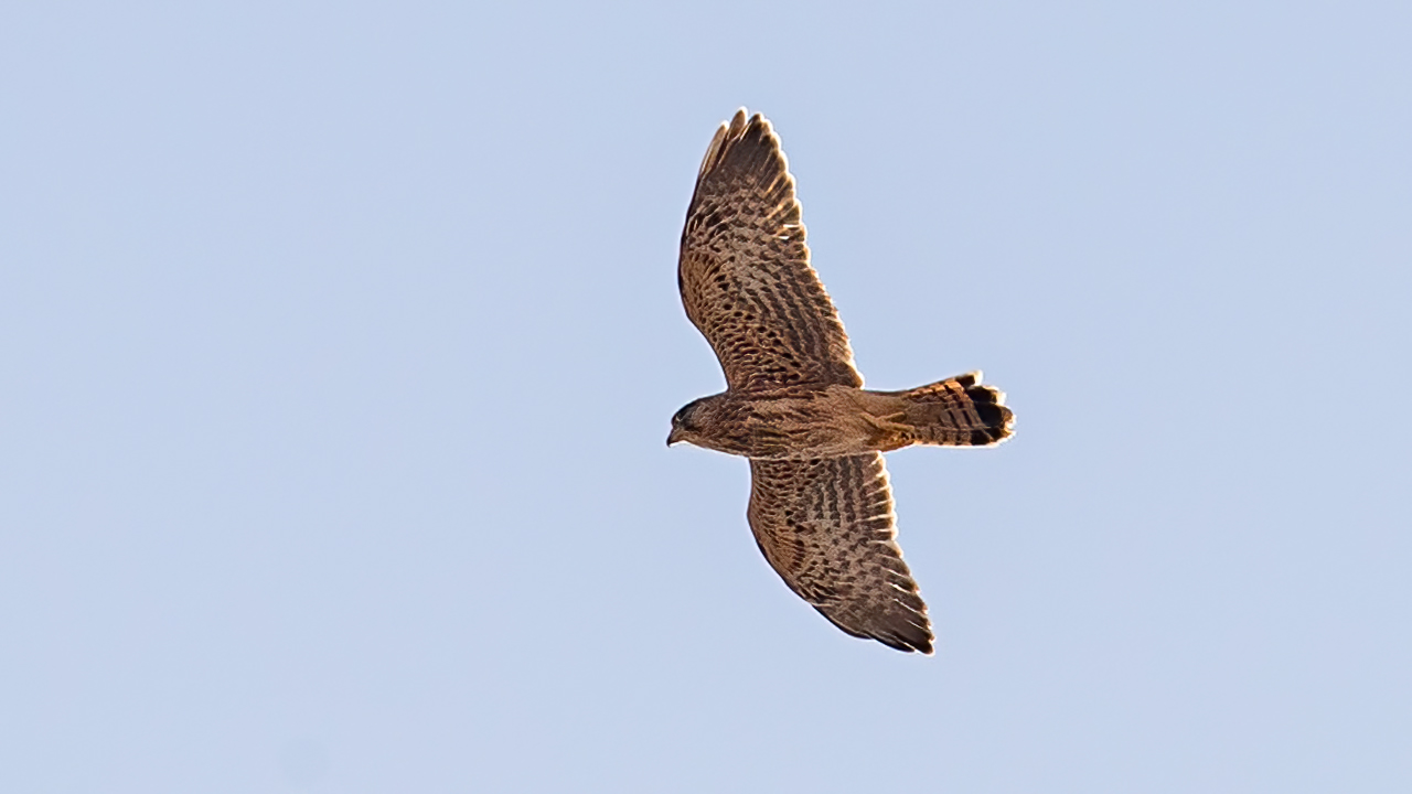 Merlin